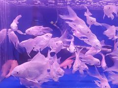 -宝鸡东道花鸟鱼虫市场(吉利花园商场店)