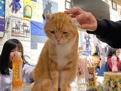 -平行世界·猫咖(首经贸店)