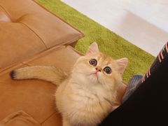 -东方名猫馆·英短金渐层布偶猫舍(环线广场1号楼店)