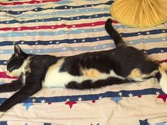 -乖乖宠物医院·猫科·骨科·24小时(云岗分院)