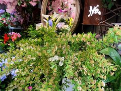 -循礼门鲜花花市(武汉循礼门店)