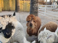 -1982农场