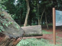 -南宁良凤江国家森林公园