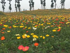 iphone_upload_pic-秀丽东方