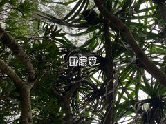 -海口火山口国家地质公园