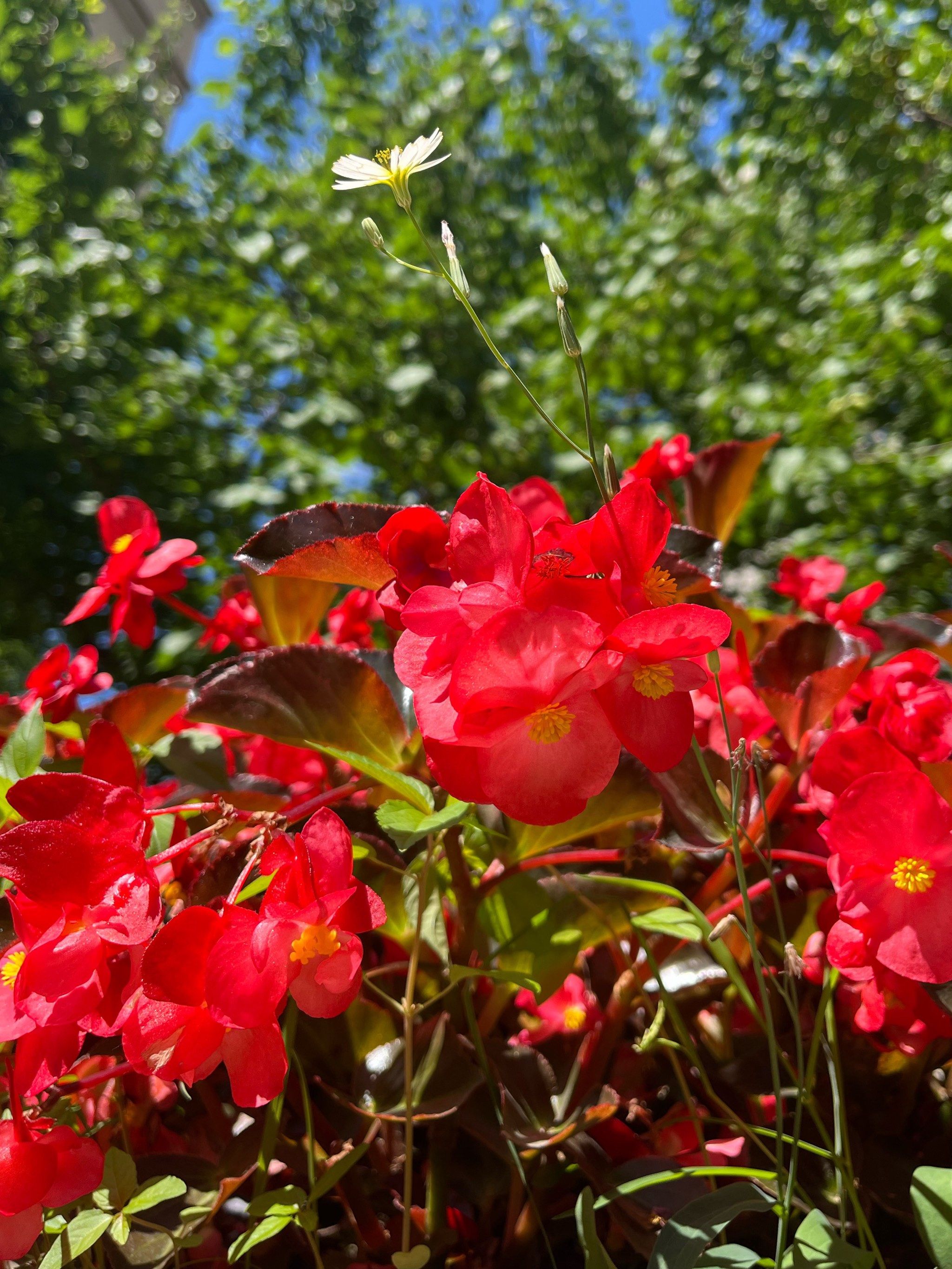绽放的玻璃翠,夏日里的一抹鲜活色彩