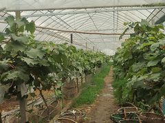 -马陆小张葡萄园农家乐