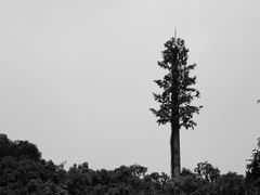 -番禺大夫山森林公园