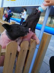 -萌宠亲子动物乐园(槐房万达店)