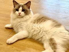 -有喵·猫咖·狗咖·30几只猫10只小狗(岗厦店)