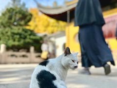-西园戒幢律寺