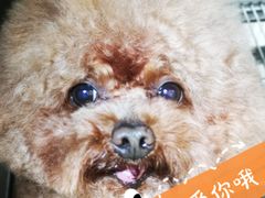 -宠颐生宠物医院·心肾内科·猫专科诊疗中心宠巢店