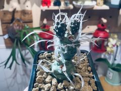 -Rabbit Cafe私房西餐甜点咖啡(栖霞路店)