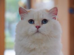 -山宅一喵德文卷毛猫舍