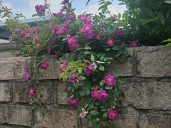 -嘉定紫藤园