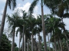-中国科学院西双版纳热带植物园