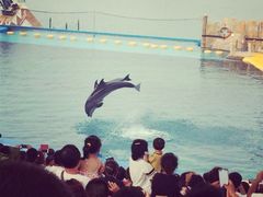 iphone_upload_pic-秦皇岛乐岛海洋王国