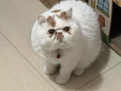 -艾贝尔宠物医院·宠保定点·超声绝育·免疫点(樱花路店)
