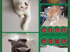 -平行世界·猫咖(首经贸店)