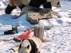 -沈阳森林动物园