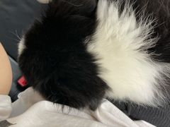 -严国平动物医院(德政总院)