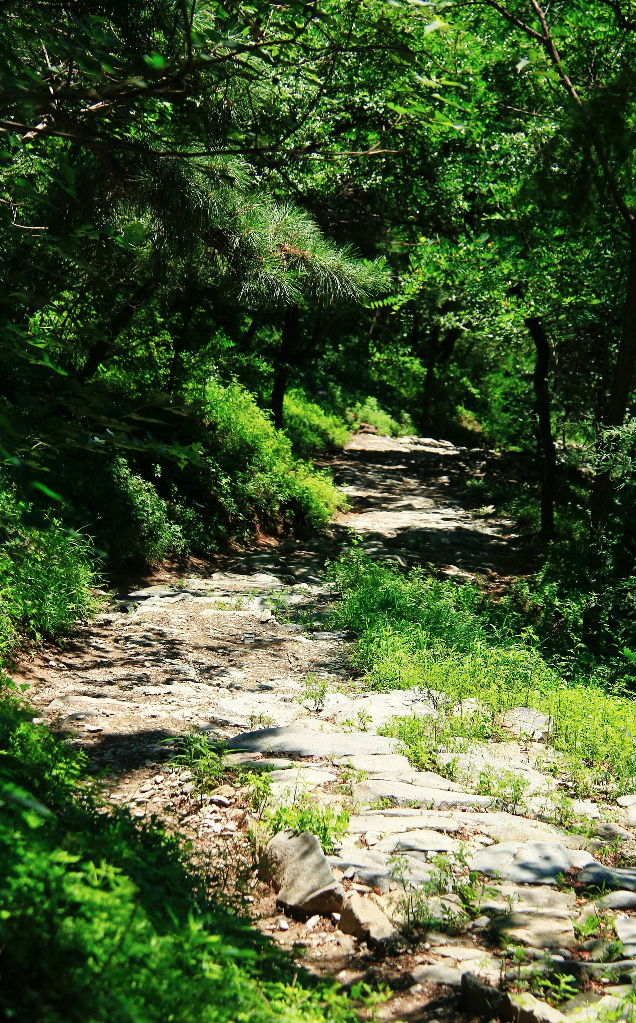 四川望龙山樱桃沟图片