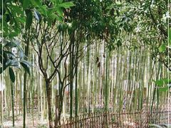 -陈家山荷花公园