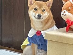 -逗柴咖啡屋·狗咖猫咖宠物桌游