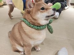 -逗柴咖啡屋·狗咖猫咖宠物桌游