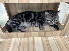 -平行世界·猫咖(首经贸店)