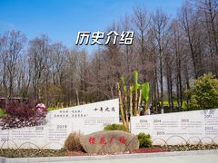 -顾村公园