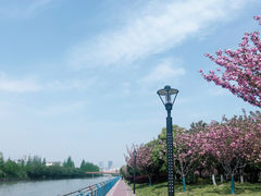-高东镇樱花园