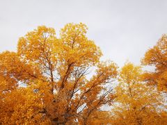 -金塔沙漠胡杨林景区