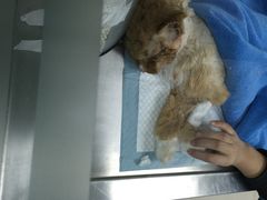 北京康乐宝动物医院-康乐宝动物医院