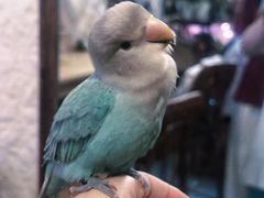 -吉丁鸟咖·异宠·寄养