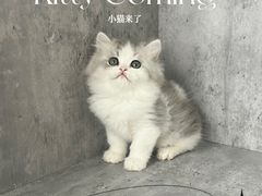 -小猫来了·猫舍(红山六九七九店)