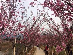 -天适樱花悠乐园
