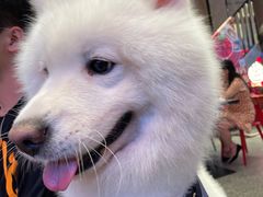 -九村烤脑花(大石坝总店)