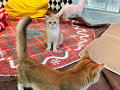 -大型宠物商超·宠海王国·宠物猫狗活体·用品·美容(新世界百货重庆店)