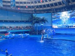 -海合安成都极地海洋公园