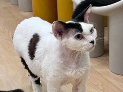 -有喵·猫咖·狗咖·30几只猫10只小狗(岗厦店)