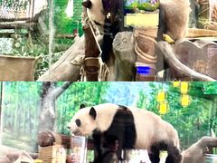 -灵玲国际马戏城