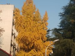 -四川大学(望江校区)