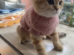 -宠颐生汉谟拉比宠物医院