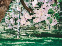 -海棠花溪(元大都城垣遗址公园)