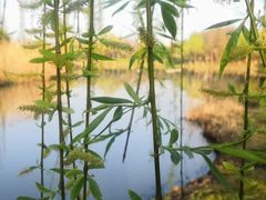 -尚贤河湿地