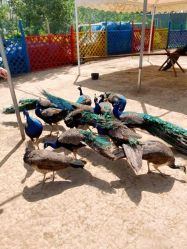 -萌宠亲子动物乐园(槐房万达店)