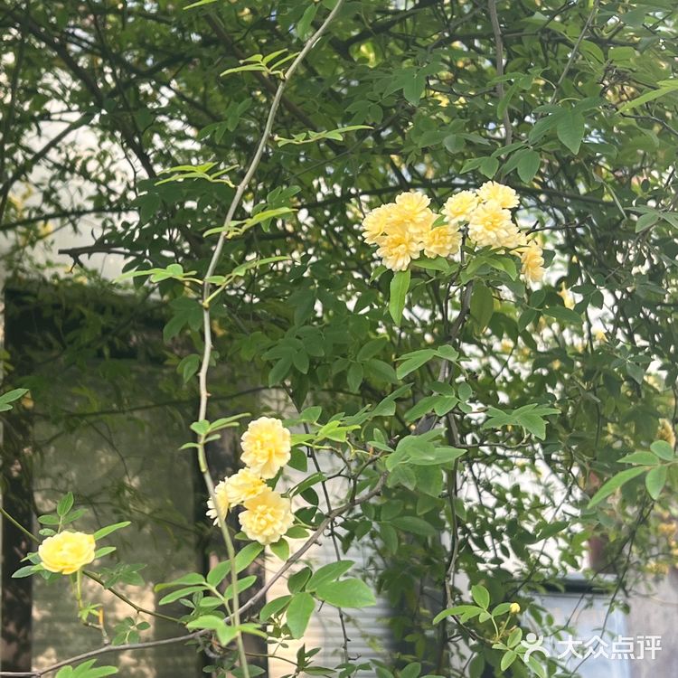 木香花开一点不输其他春日使者