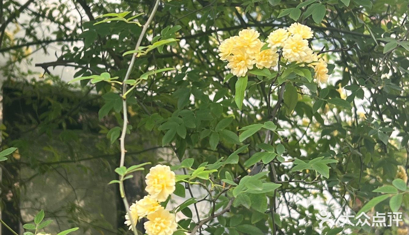 木香花开一点不输其他春日使者
