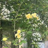 木香花开一点不输其他春日使者